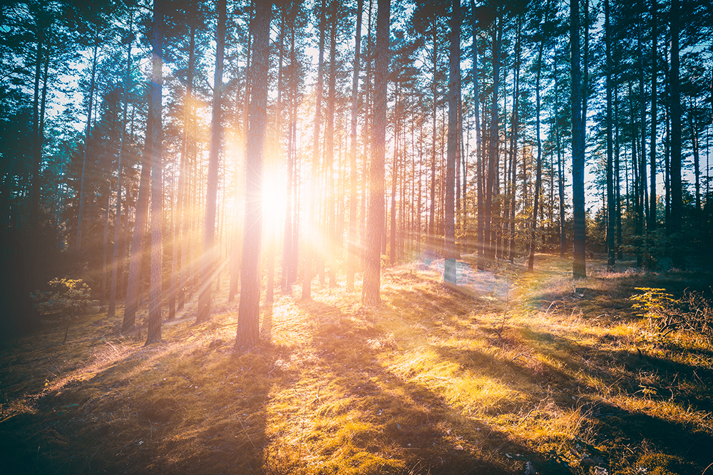 Säulen der Gesundheit 2